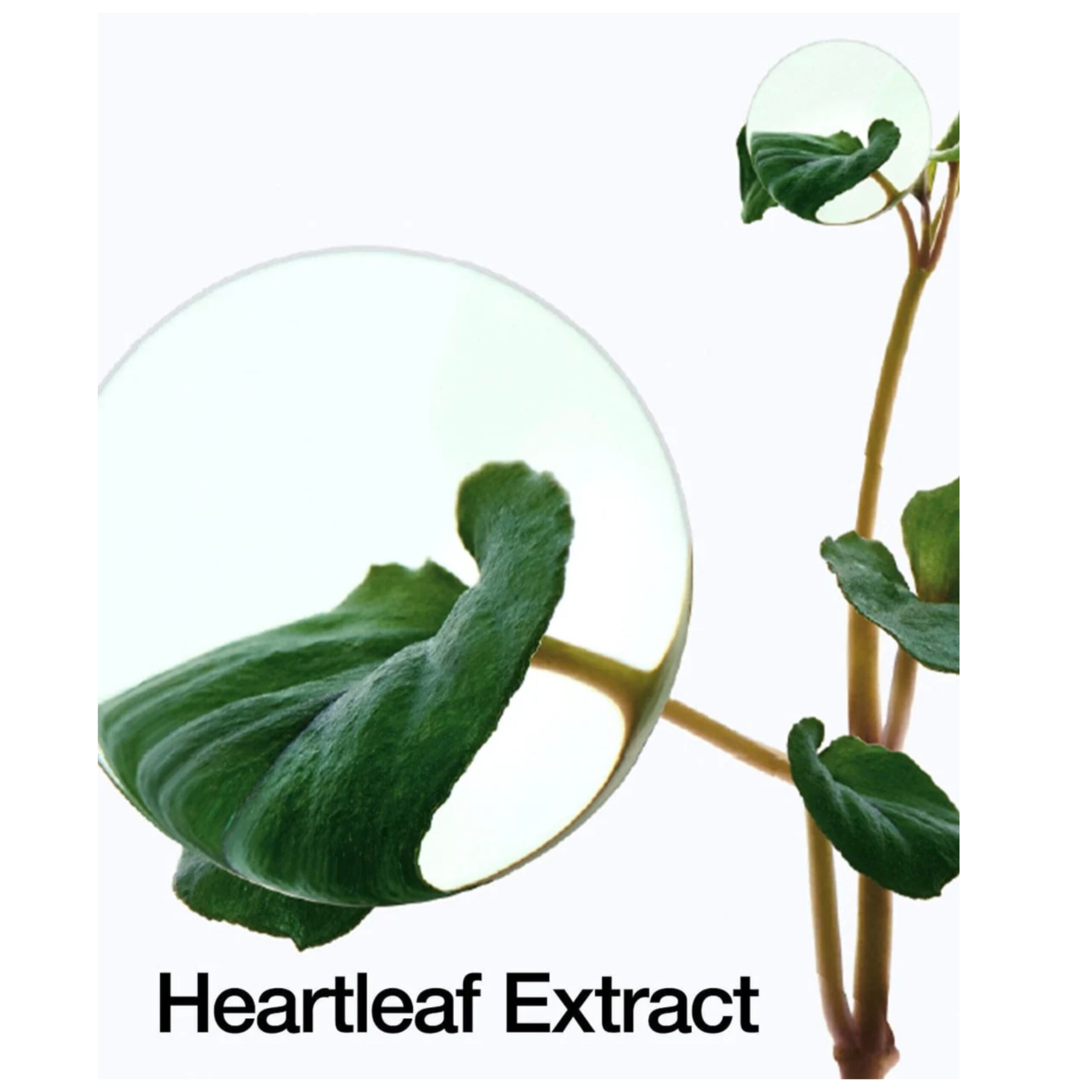 ANUA Heartleaf 77% Soothing Toner - Image 3