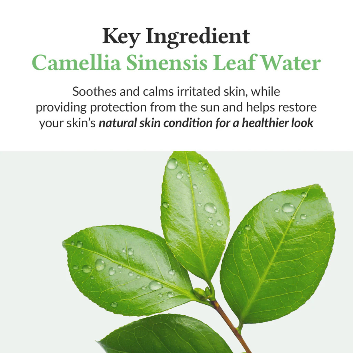 DR. ALTHEA Green Tea Fresh Sunscreen - Image 2